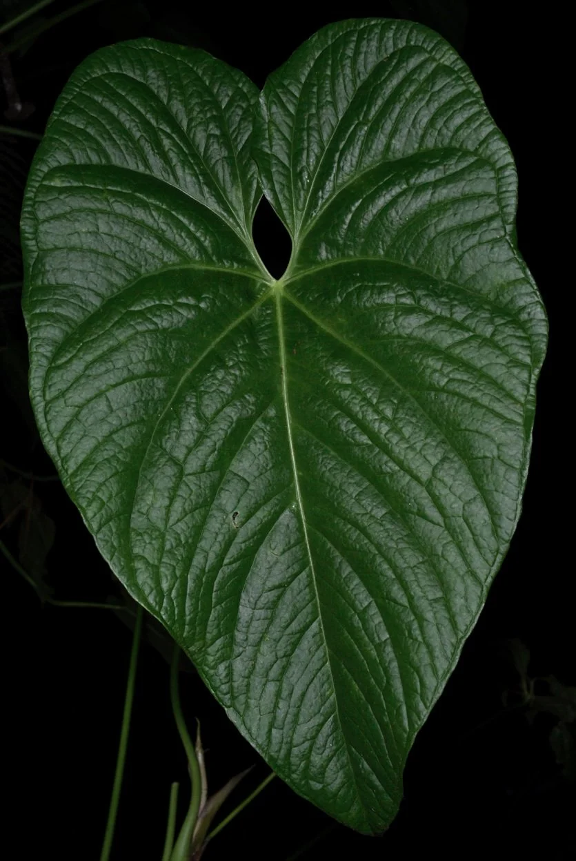 The Pebbled-leaf Anthuriums — Exotica Esoterica